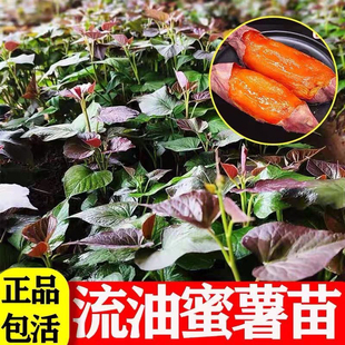 红薯苗烟薯25号蜜薯烤地瓜秧红糖心蜜薯种植藤高产脱毒红黄农科院