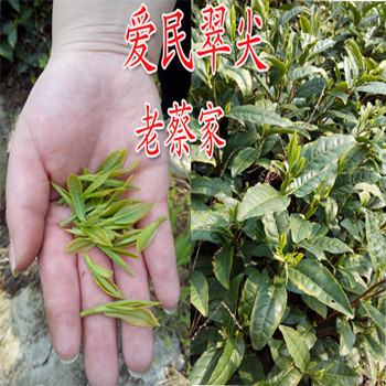 老蔡家 新茶 泾县名茶 核心产地  爱民翠尖  500一斤