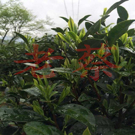 老蔡家 新茶  爱民翠尖 阴山 核心产地 450半斤