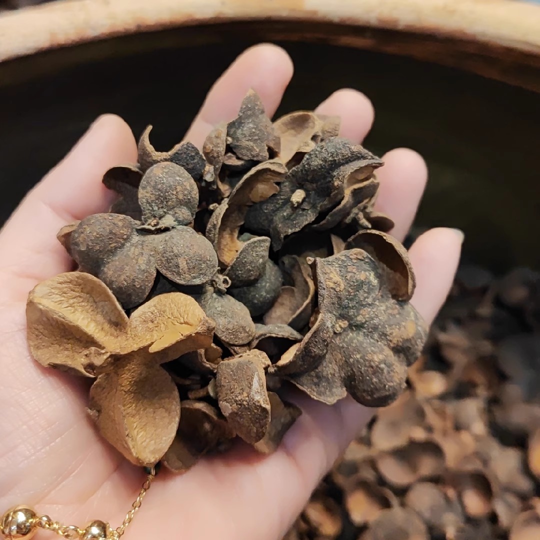 【稀有好货】药香农家六堡茶果壳【十五年老店品质】