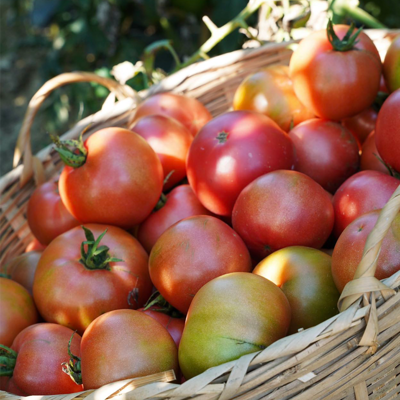 南东西 露天生态种植 新鲜草莓番茄柿子西红柿 自然熟 酸甜有味,水产肉类/新鲜蔬果/熟食,番茄,淘宝优惠券,粉丝福利购,淘宝优惠卷