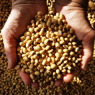 南东西云南农家老品种山地土黄豆笨黄豆有黑脐500g/份任意4份包邮