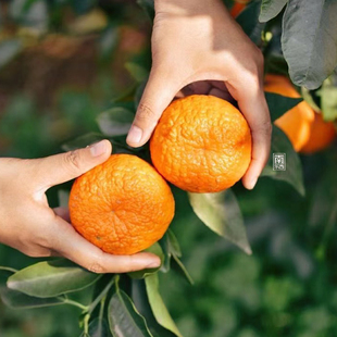 南东西 云南高原山地露天种植沃柑香橙 高甜 味浓 多汁 放心吃