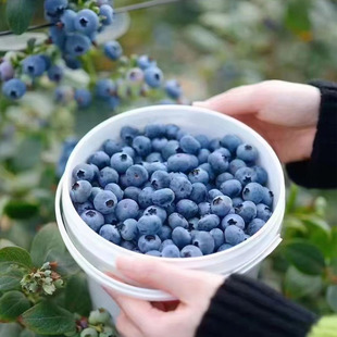 花香馥郁 新鲜脆嫩爆汁 顺丰空运 花香蓝莓L25 云南高原露天蓝莓
