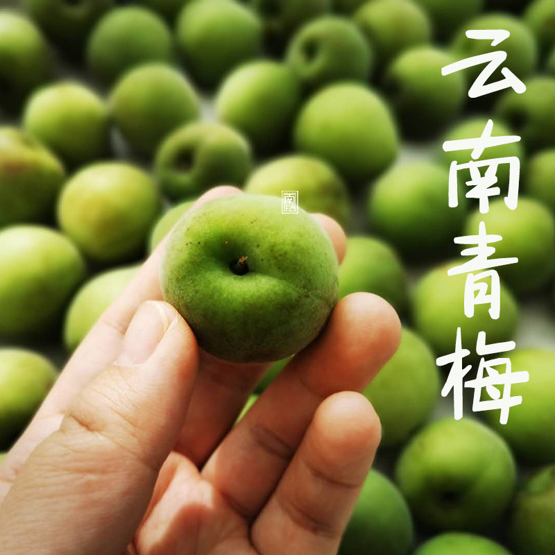 南东西 云南高山晚熟青梅 丽江照水梅大理洱源青梅 新鲜采摘发货