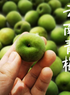 南东西 云南高山晚熟青梅 黄梅 丽江照水梅 大理青梅新鲜采摘发货