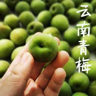 南东西 云南高山晚熟青梅 丽江照水梅大理洱源青梅 新鲜采摘发货