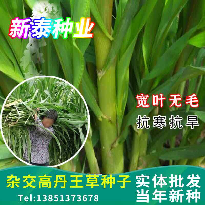 杂交高丹王草种子苏丹草草籽四季高产进口喂猪牛羊鱼兔草牧草种子