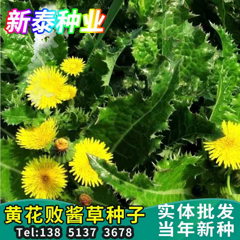 黄花败酱草种子南败酱草苦益菜 苣荬菜苦菜子苦菜苦麻菜种子