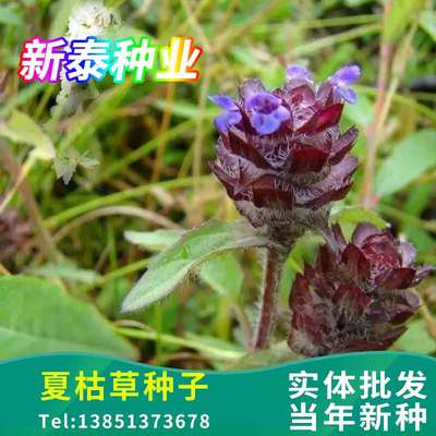 夏枯草种子清凉茶原料麦穗铁线牛抵头清火明目耐水湿夏枯球子种籽