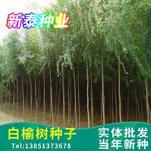 白榆树种子金叶榆钱树防风林水土保持盐碱地造林黑榆大果榆家榆籽
