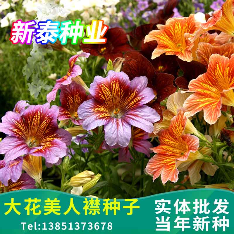 大花美人襟种子朝颜花烟草复古智利喇叭花籽可切花庭院花坛可盆栽