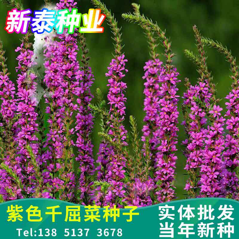 千屈菜种子四季易种多年生宿根花卉水枝柳室外景观花海耐寒花籽子