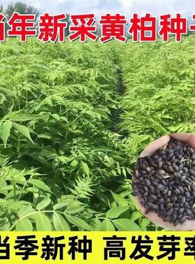 黄柏种子草药元柏檗木川黄柏
