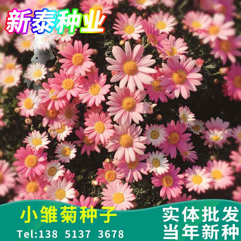 散装小雏菊种子四季开花室内盆栽易活室外庭院植物鲜花切花种籽孑