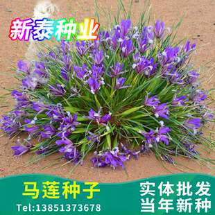 马莲花籽马兰花种子马莲种子马蔺散装多年生庭院耐旱耐寒花草种籽