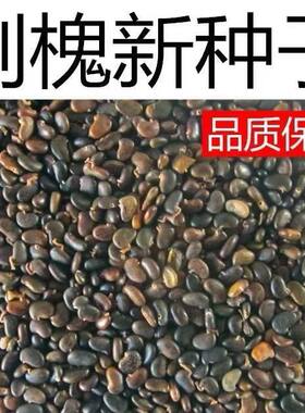 灌木刺槐种子速生洋槐树绿化行道树苗木灌木林木乔木蜜源园林树种