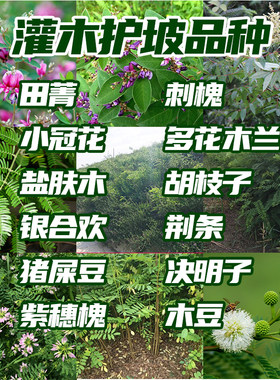 护坡灌木紫穗槐胡枝子小冠花山毛豆多花木兰银合欢刺槐猪屎豆种子