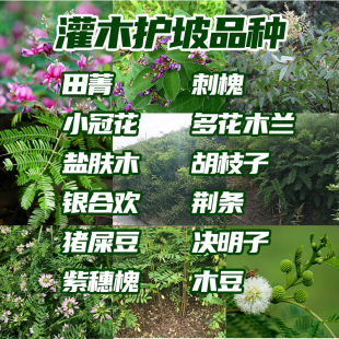 护坡灌木紫穗槐胡枝子小冠花山毛豆多花木兰银合欢刺槐猪屎豆种子