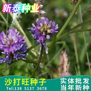 沙打旺种子直立黄芪斜茎黄耆防沙固土耐寒耐旱盐碱草籽多年生牧草