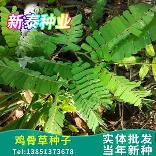 广西鸡骨草种子大黄草野生中药材广东煲汤料下火大小叶鸡骨草种籽