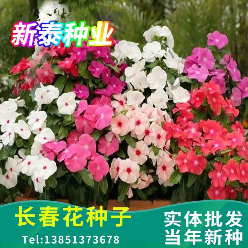 长春花种子四季播种开花易活日日春报春花种籽室内外盆栽苗庭院花