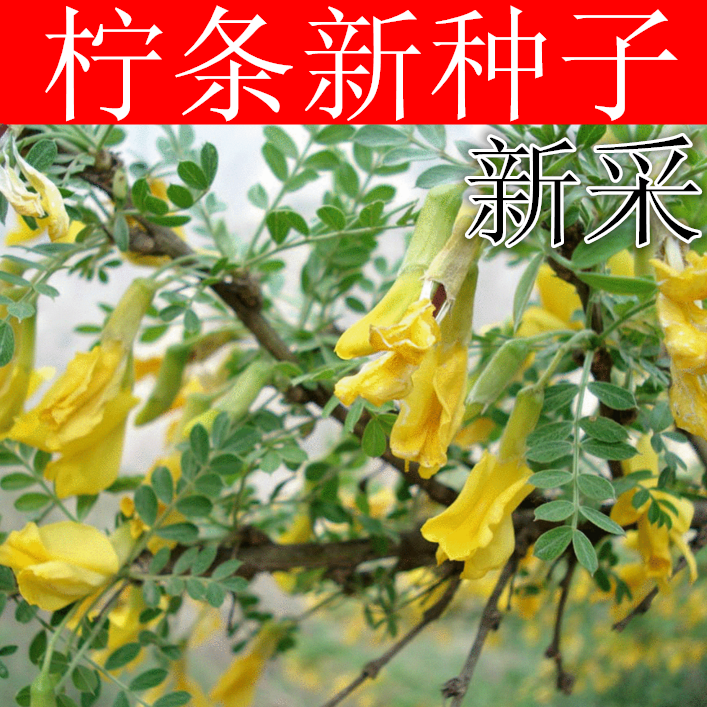 新采拧条种子柠条锦鸡儿种子毛条白柠条种子护坡固沙牧草种子包邮