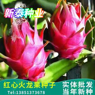 红心火龙果种子红皮火龙果 姿秀水果种子  青龙果 红龙果水果种籽