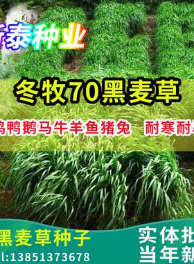 冬牧70黑麦草种子南方北方多年生秋冬季大叶高产牧草养殖黑麦草籽
