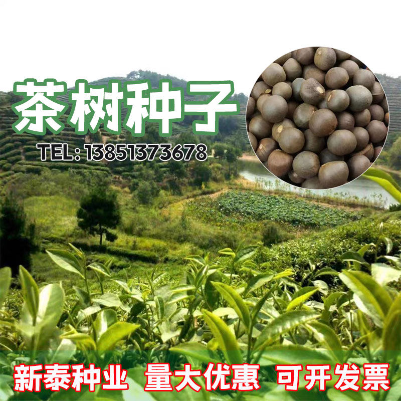 绿茶种子茶叶正山小种种类正宗早家庭园艺种子