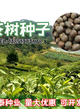 绿茶种子茶叶正山小种种类正宗早春龙井碧罗春白茶红茶籽茶树种子
