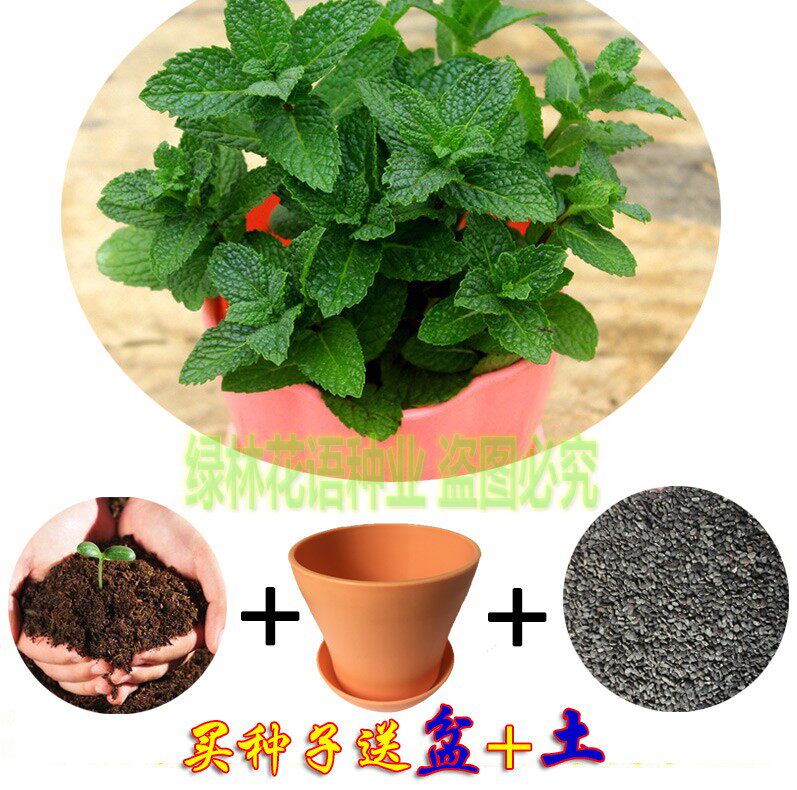 食用薄荷种子四季播蔬菜阳台盆栽柠檬留兰香猫薄荷驱蚊种子