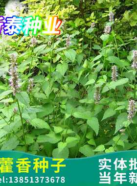 藿香种子四季药食芳香广藿香草种籽五香叶野味植物种室外驱蚊蔬菜