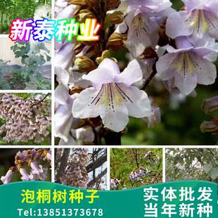 泡桐树种子轻型木质木材树木白花大果泡桐空桐树工程绿化新采种籽