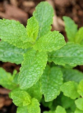 食用薄荷种子大叶清凉柠檬留兰香水阳台植物四季易种驱蚊套餐包邮