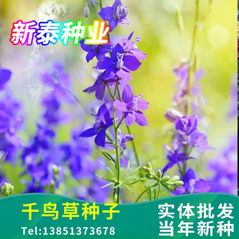 千鸟草种子小飞燕草种子耐寒喜干燥为切花保持较长花期如千鸟飞翔