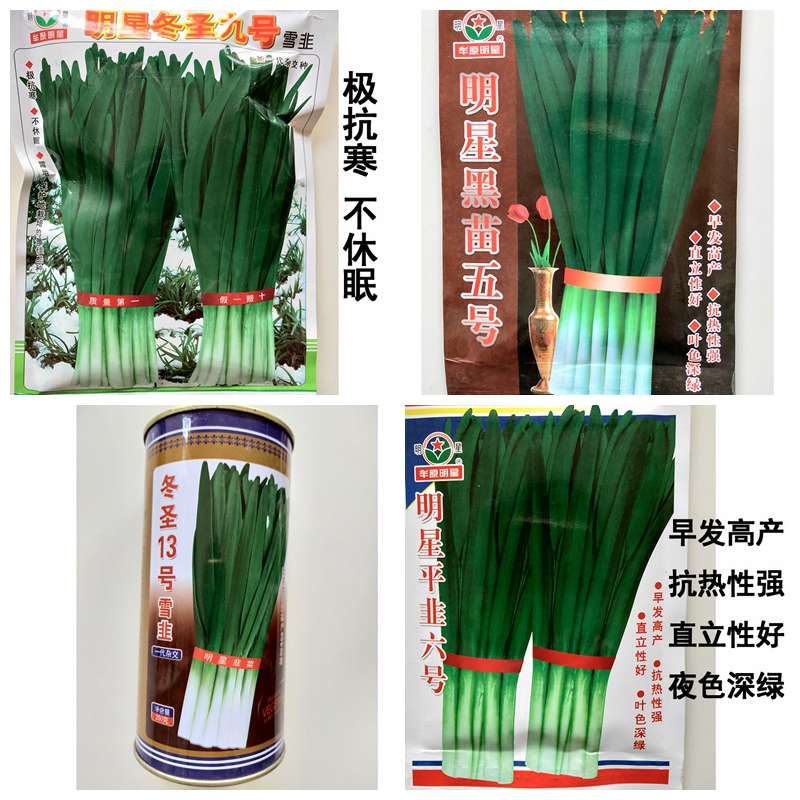 德国131韮菜籽盆栽不休眠四季蔬菜种菜籽东盛九号韭菜种苗多年生