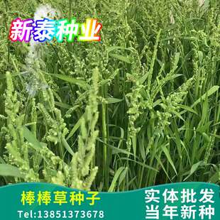 棒棒草种子菵草籽水稗子苦梗草耐湿棒头草鱼虾蟹养殖水草牧草饲料