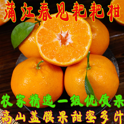 四川春见耙耙柑果农现摘直发