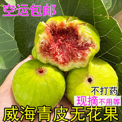 威海青皮无花果鲜果现摘新鲜糯甜大绿皮山东荣成特产孕妇水果应季