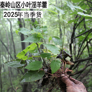 2025年新货中药材淫羊藿叶茶羊霍叶250g另售巴戟天杜仲皮肉苁蓉