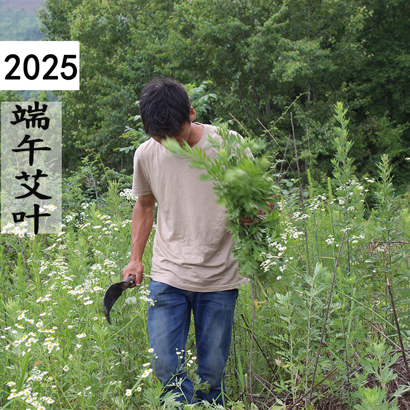 2025年精选秦岭野生艾草端午艾草叶大整齐500g