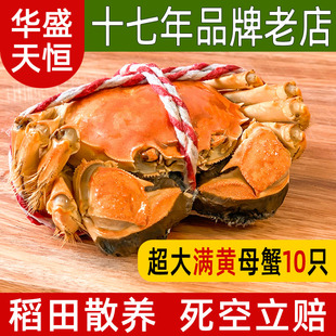 超大盘锦河蟹大闸蟹10只全母3.1-2.8两 稻田鲜活蟹礼盒顺丰包邮