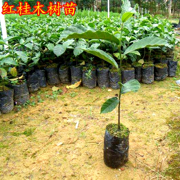 南方红桂木树苗胭脂木狗果树苗庭院地栽别墅绿化景观