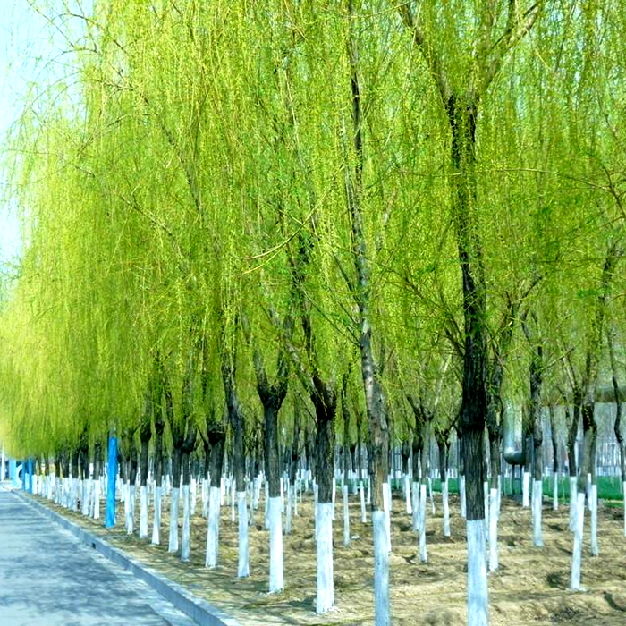 青丝柳树垂柳树苗垂柳树绿化树木庭院别墅厂区绿化树木河边柳树