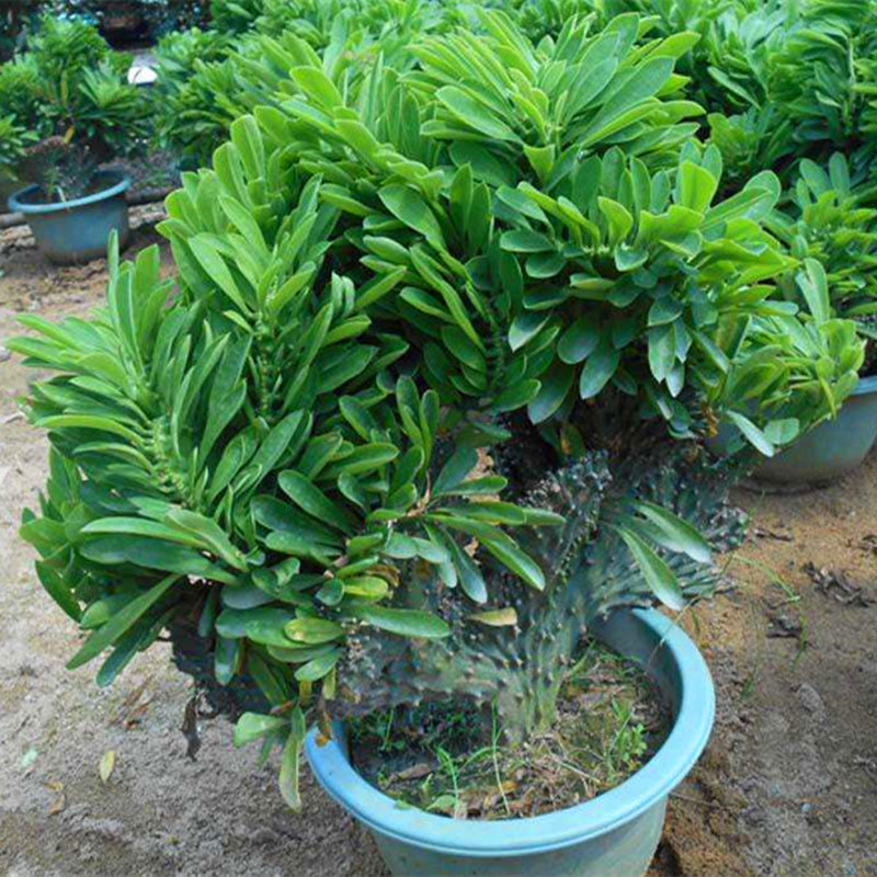 麒麟掌盆栽玉麒麟植物仙人盆栽植物桌面种植摆放小盆景易活常绿窗