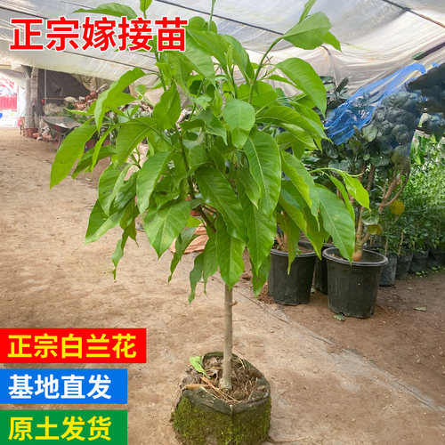 白兰花树价格 白兰花树图片 星期三