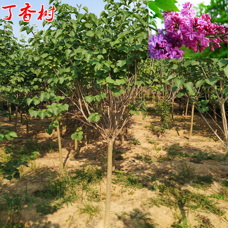 嫁接丁香树高杆丁香丛生丁香花浓香型植物庭院别墅厂区公园栽植