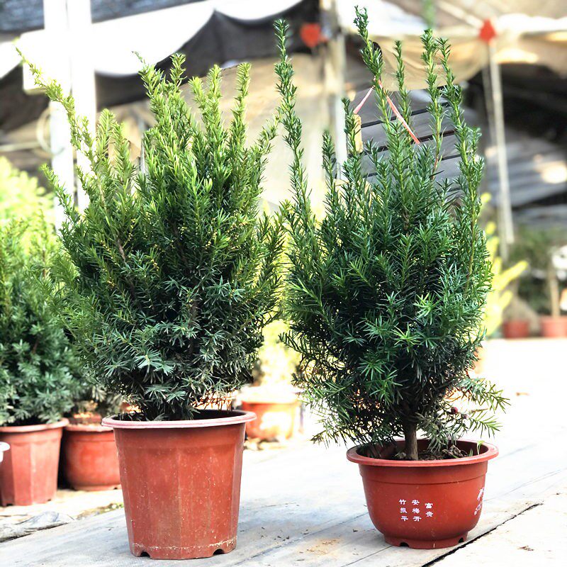 矮化曼地亚红豆杉盆景矮化红豆杉耐寒室内盆栽红豆杉常绿清新阳台