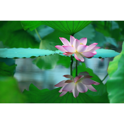 原创荷花摄影-水中仙子莲花与涟漪波纹(1张) 高清PS素材实拍图片